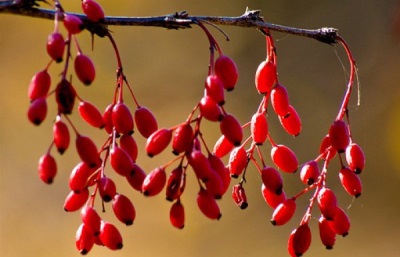  The appearance of the barberry