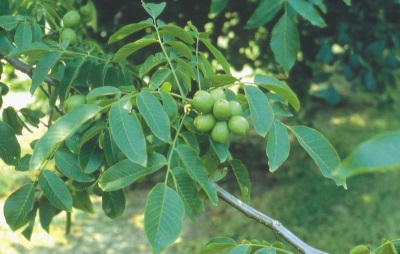  Interesting facts about green walnuts