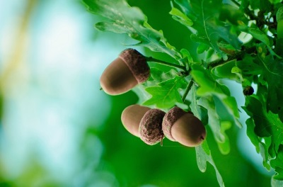  Good acorns