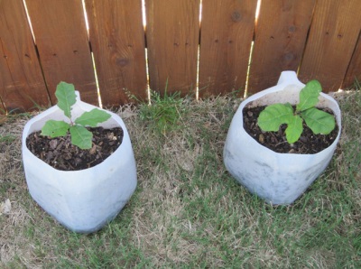  Saplings for growing oak