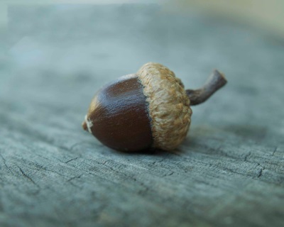  Acorn planting oak