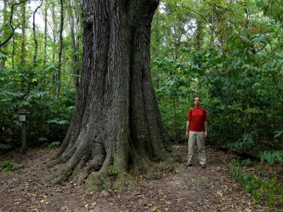  Barrel - Oak Bark