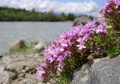  Kakukkfű Altajban