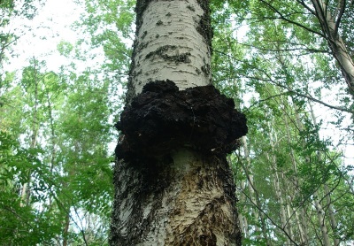  Chaga gomba nő a nyírfákon