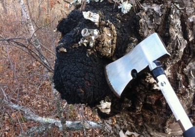  Method of collecting chaga mushrooms