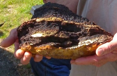  Chaga is indicated for many diseases.