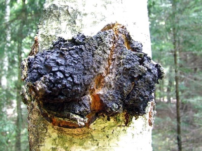  Harm and contraindications chaga