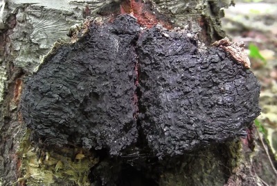  Appearance chaga