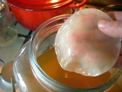  Kombucha reproduction