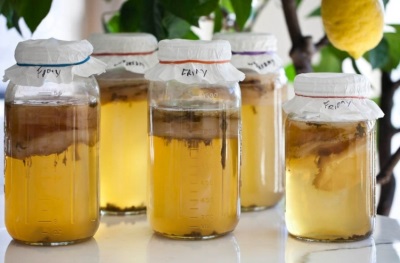  How to grow kombucha at home?