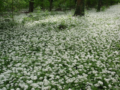  Blooming ramson