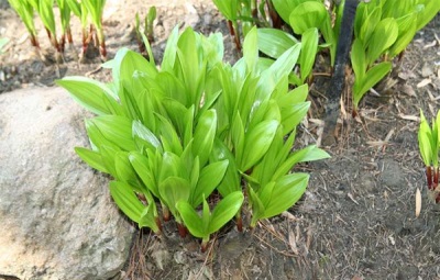  Harm and contraindications wild garlic