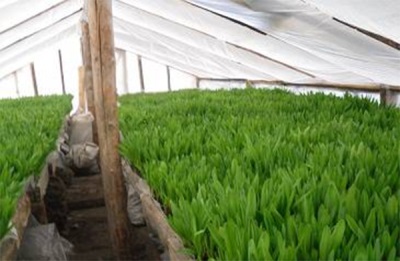  Ramson greenhouses