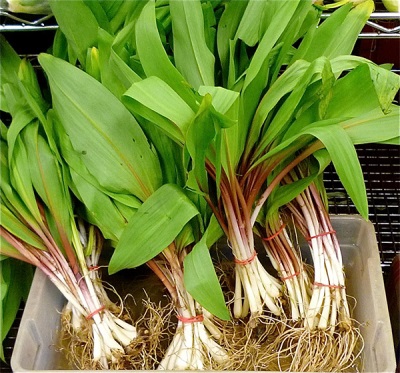  Ramson bulbs