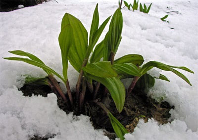  Ramson in Kamchatka