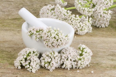  Valeriana officinalis