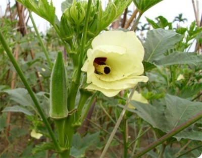  Edible Hibiscus or Okra