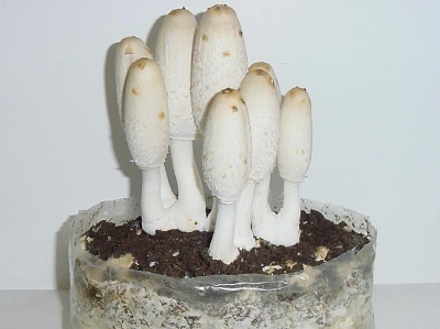  Breeding of dung mushrooms at home