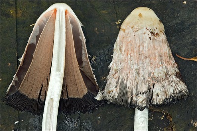  Leg and pulp of the fungus Novoznik