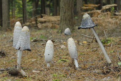  Mushrooms dung grow on the soil rich in plant remains