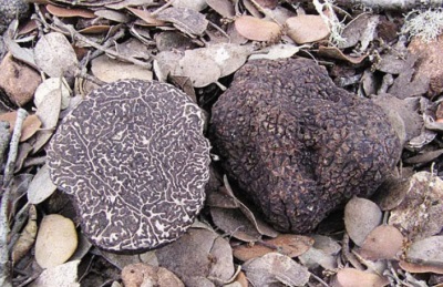  Truffle hitam