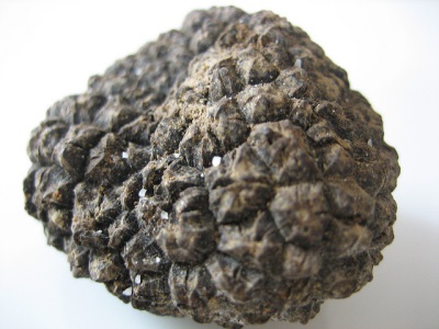  Appearance of truffle fungus