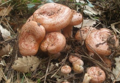  Ryzhiki - very common mushrooms in pine and spruce mushrooms