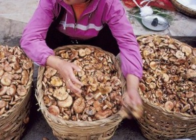  Tips, how to choose mushrooms and where to buy them