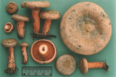  Characteristics of mushrooms mushrooms