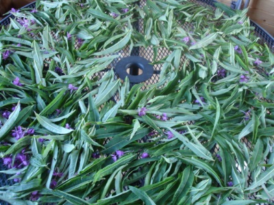  The process of drying willow-tea