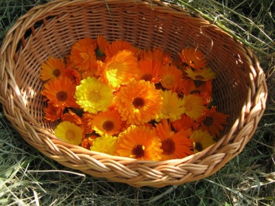  Calendula features