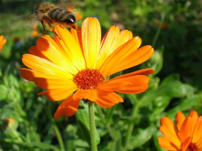  Calendula flowers attract insects