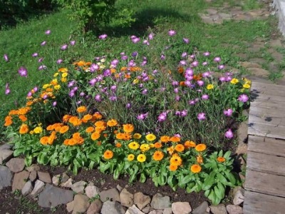  Calendula in everyday life