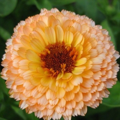  Calendula variety Pink Surprise