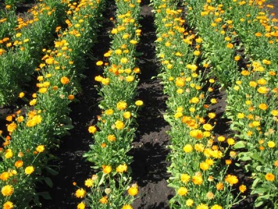  Calendula growing