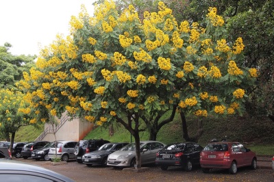  Cassia berasal dari China, tetapi ia bukan hanya berkembang di sana.