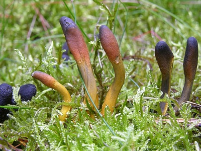  A Cordyceps gyakori a trópusokon.