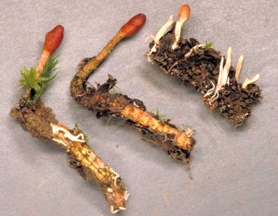  Jellemzők Cordyceps