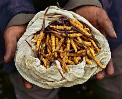  A Cordyceps számos betegségre vonatkozik.