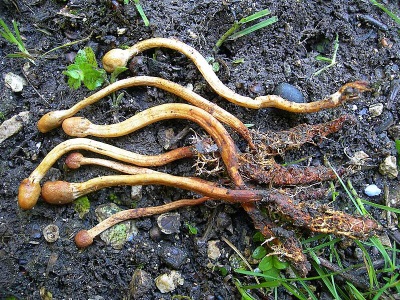  A Cordyceps számos jó tulajdonsággal rendelkezik a test számára.