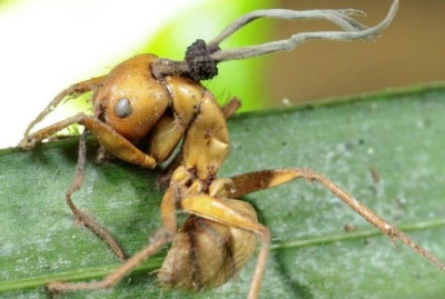  Cordyceps on ants