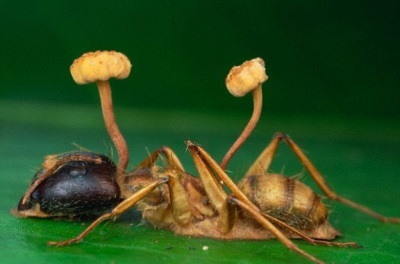  A Cordyceps biológiai jellemzői