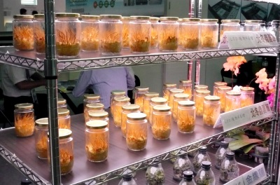  Cordyceps Cultivation - Artificial Technique