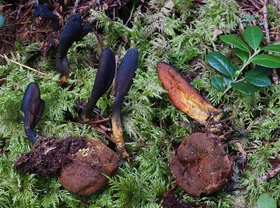  Cordyceps growing in the garden