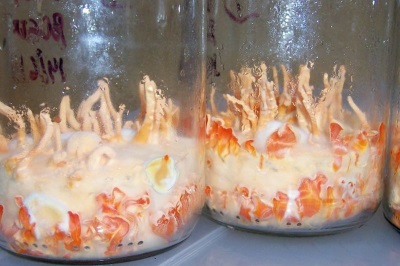  Growing cordyceps using strains