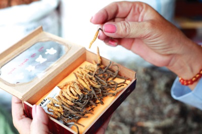  Érdekes tények a cordyceps-ről