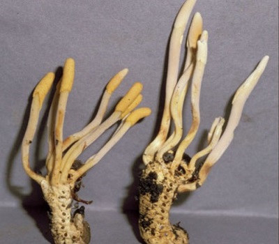  Full Cordyceps Mushroom