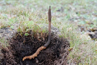  A Cordyceps megjelenése