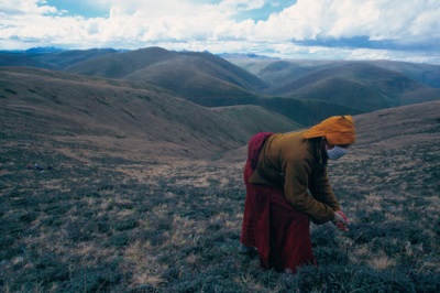  Cordyceps grows predominantly in China