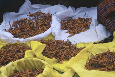  Cordyceps Spice Making